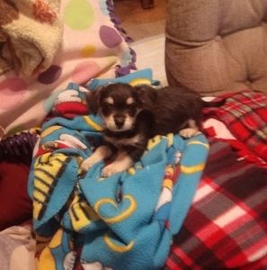 Meet your Posher, Colette